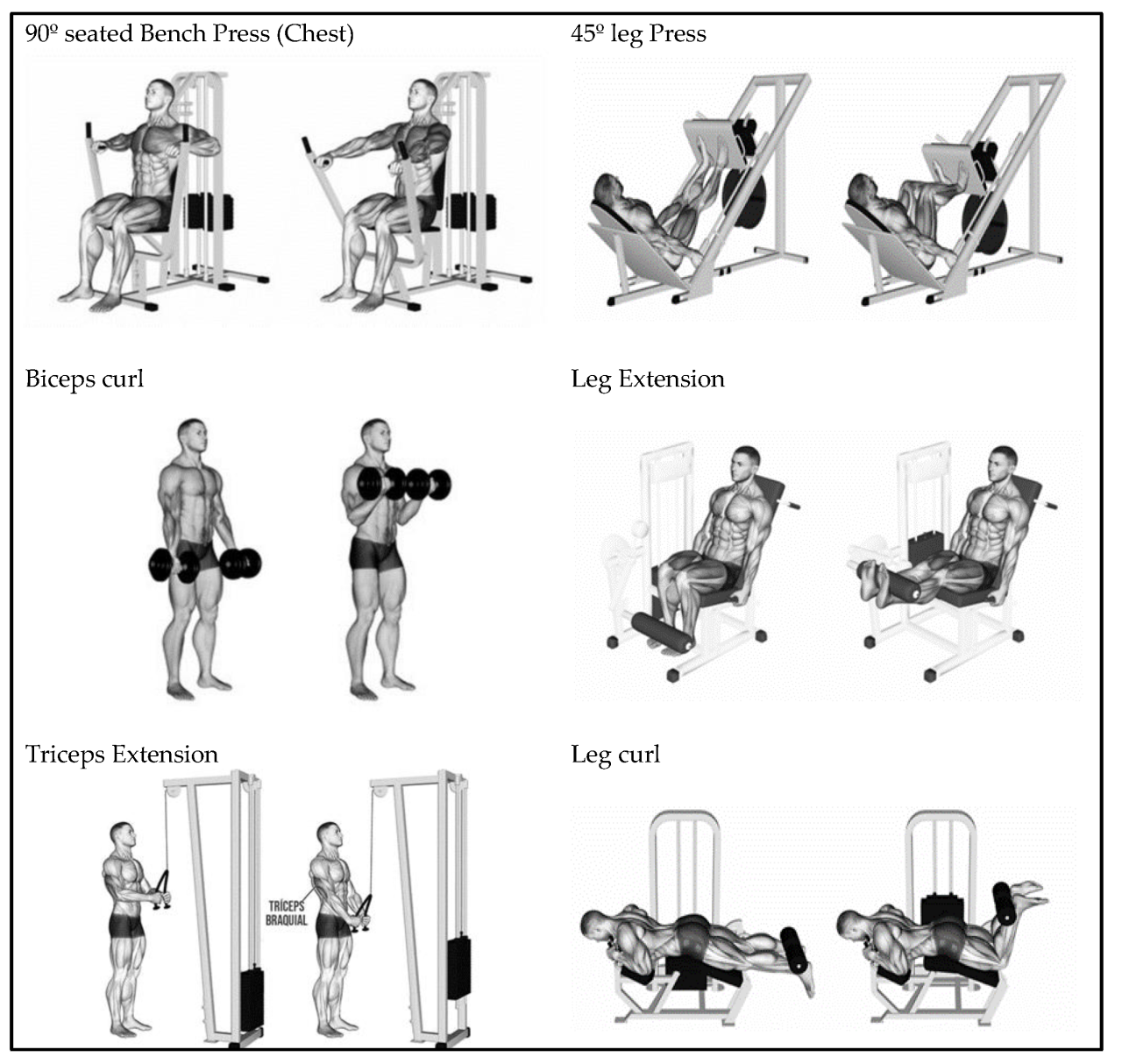 Finding the best strength workout program for muscle hypertrophy