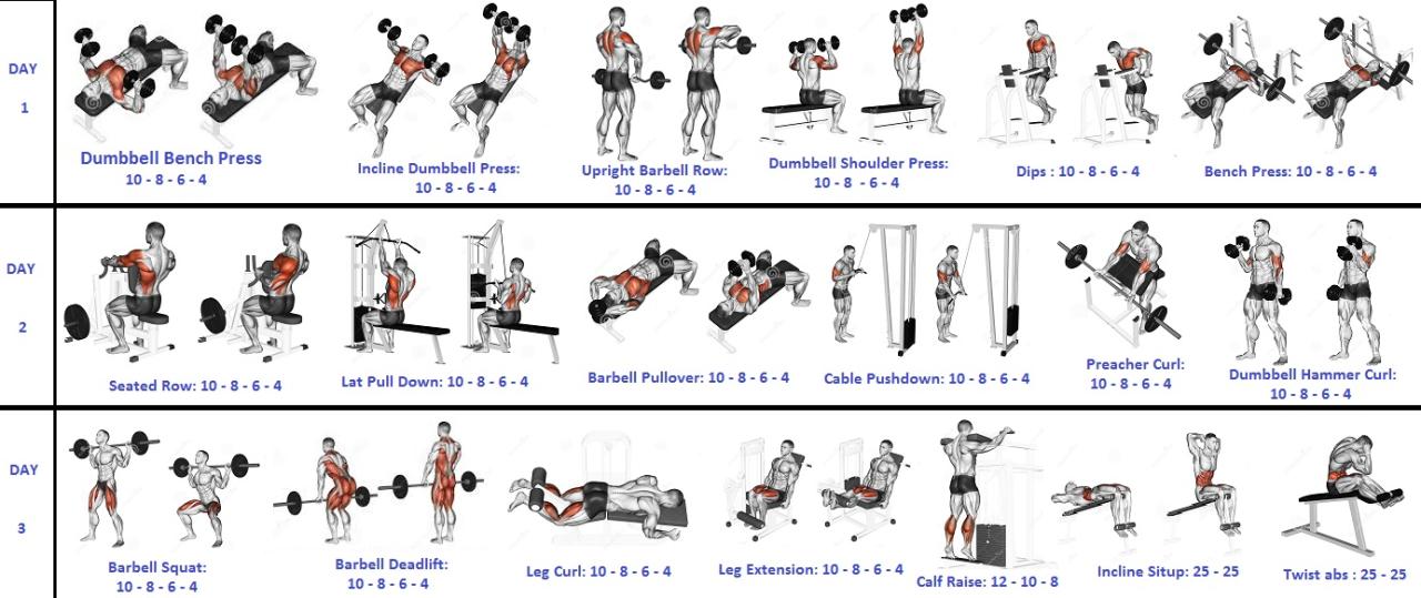 Complete weight training regime for building muscle and strength